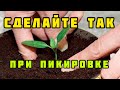 МОЯ ПИКИРОВКА ПЕРЦА ВАС УДИВИТ! ДЕЛАЮ ЭТО ДЛЯ КРЕПКОЙ РАССАДЫ