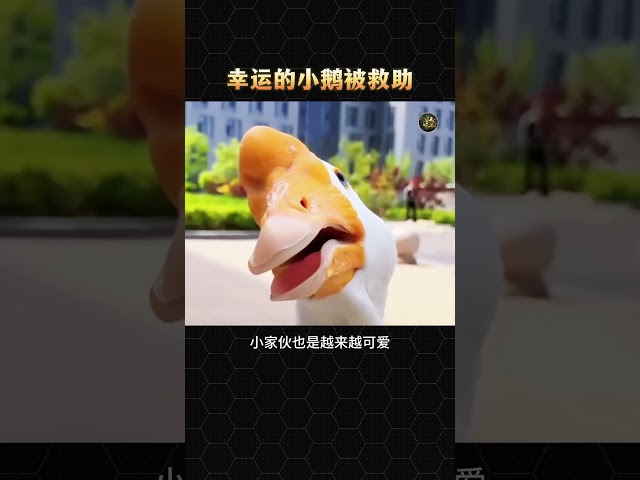 幸运的小鹅被救助