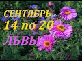 ЛЬВЫ. ПРОГНОЗ на НЕДЕЛЮ с 14 по 20 СЕНТЯБРЯ 2020г.