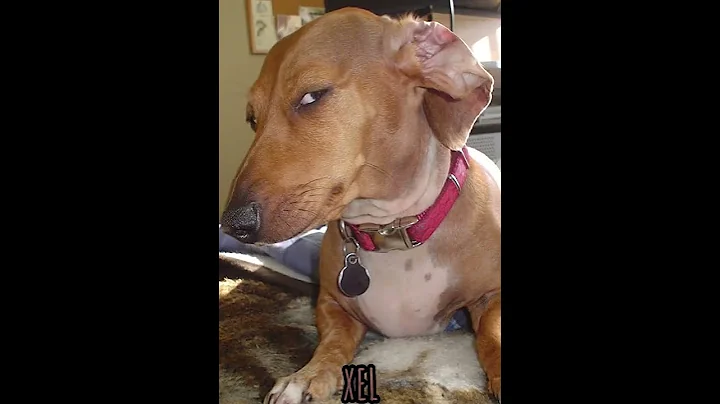 Bark For Me TikTok Trend | Rook Hunt | Twisted Wonderland