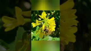 #youtube #şiir #andreyvoznesenski Selam Oza! Andrey Voznesenski (süleyman Güneş)