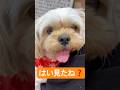 もしゃむぎさん🐾#むぎ#ペキプー#犬#犬のいる暮らし #犬のいる生活 #犬動画 #犬好きさんと繋がりたい #dog#かわいい#可愛い#ペット#癒し#家族#short#shorts