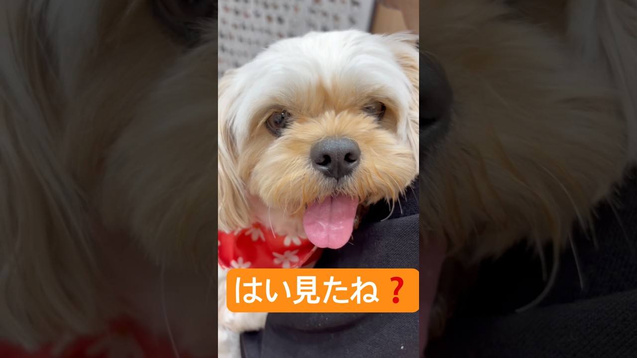 もしゃむぎさん🐾#むぎ#ペキプー#犬#犬のいる暮らし #犬のいる生活 #犬動画 #犬好きさんと繋がりたい #dog#かわいい#可愛い#ペット#癒し#家族#short#shorts
