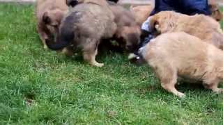 English Shepherd Puppies For Sale