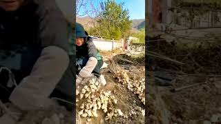 cool way to harvest Ganyong #shorts