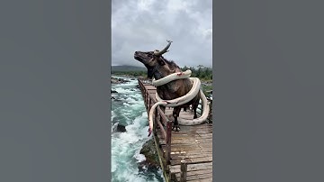 Rescuing a buffalo from a giant python is possible  #youtubeshorts #animals #bigpython #pythonsnake