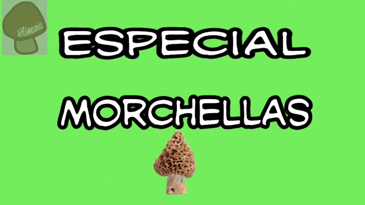 Morchellas, colmenillas. Una delicia que por negligencia se convierten en muerte. Setamania Aula.