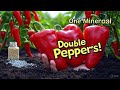 This ONE Mineral Doubled My Late Season Peppers