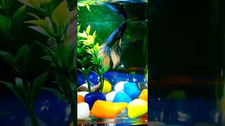 Siamese fighting fish or betta fish ?? bettafish aquarium fish