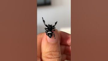 I raised him?! Such a handsome boy 🥲 #jumpingspider #nature #beforeandafter #shorts