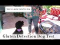 Gluten Detection Service Dog Test - Checks food for gluten for her mom who has Celiac Disease