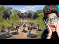 MERINDING! 20 Pertarungan GENG BINATANG Paling Brutal Antar Predator Buas!!!