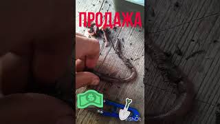 НАЖИВКА НА СОМА #shortvideo #fishing #reels #рыбалка #automobile #shorts #short #song #car #carp