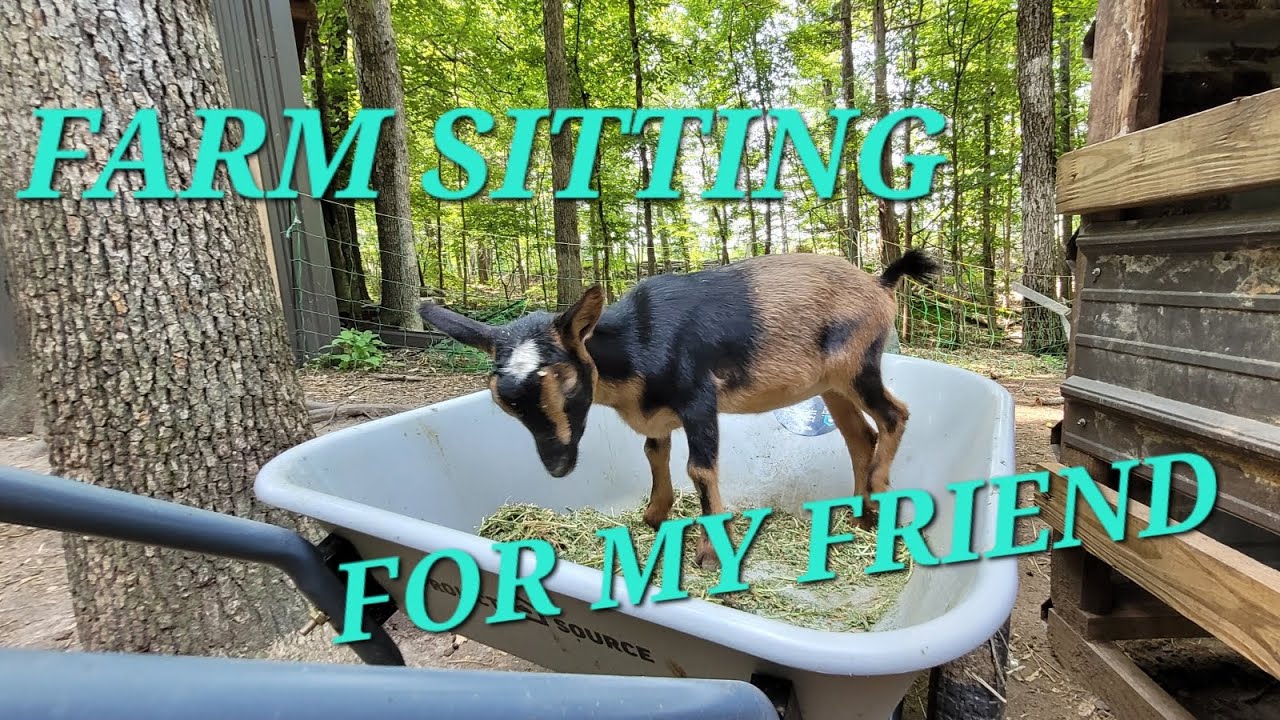 I Watched a Friend's Farm For The First Time