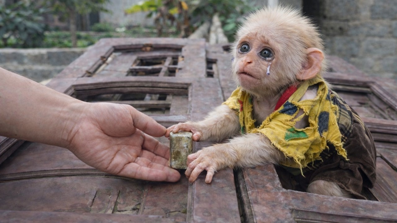 Baby Monkey Baba Has Trouble at the Old Bridge – Mr. Minh’s Unexpected Decision