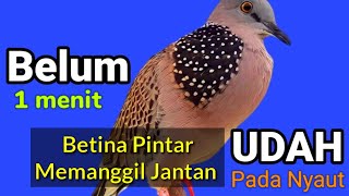 SUARA TEKUKUR Ampuh Untuk PANCINGAN TEKUKUR - Belum 1 Menit TEKUKUR BETINA Pintar Memanggil jantan