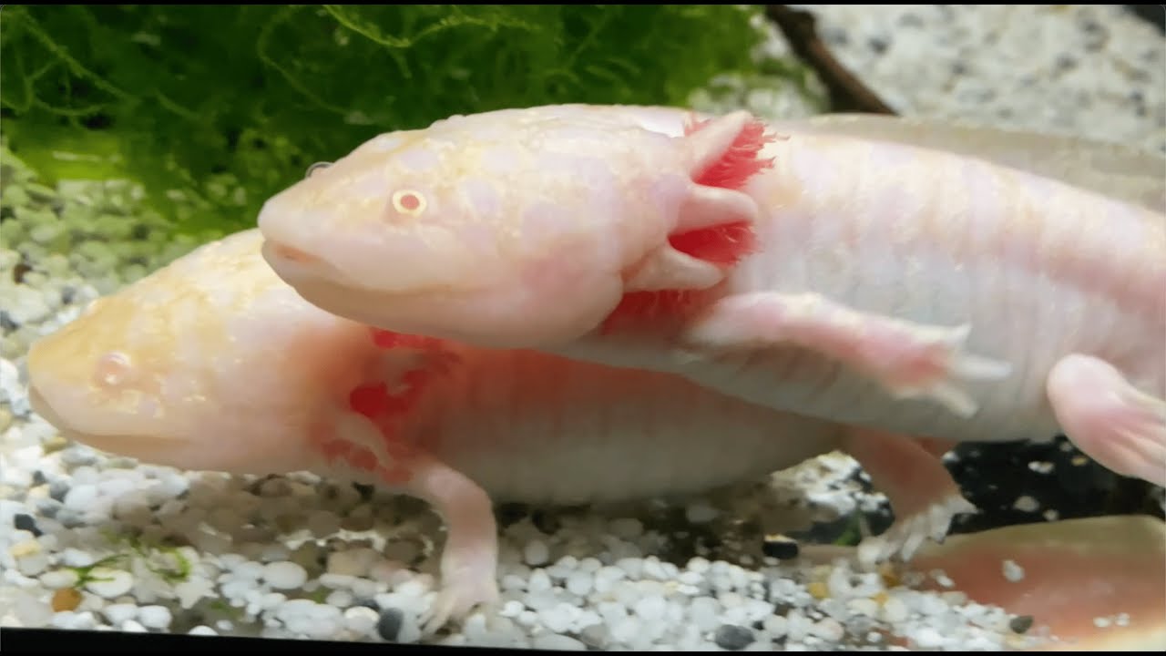 Secret Fish Aquatile Amphibien Ambystoma Andersoni Edition - Anderson Querzahnmolch wild und albino