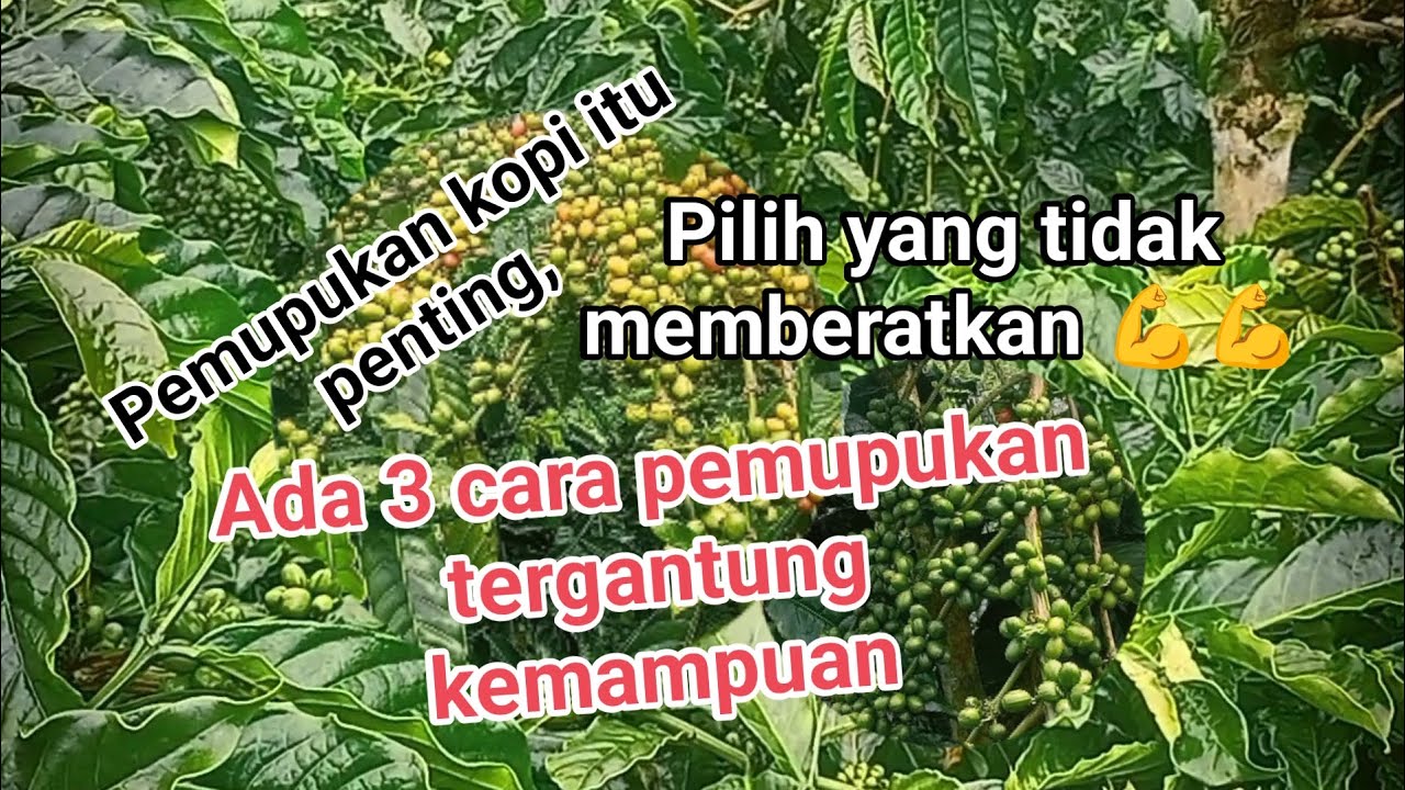 Cara pupuk pohon kopi 