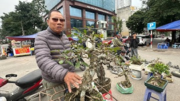 ĐẠI GIA CHỐT NHÁT 4 CÂY, HÀNG RỪNG HOT QUÁ, CÂY NÚC NÁC LẠ