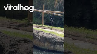 Gibbons Play With Iguanas in Zoo Enclosure || ViralHog