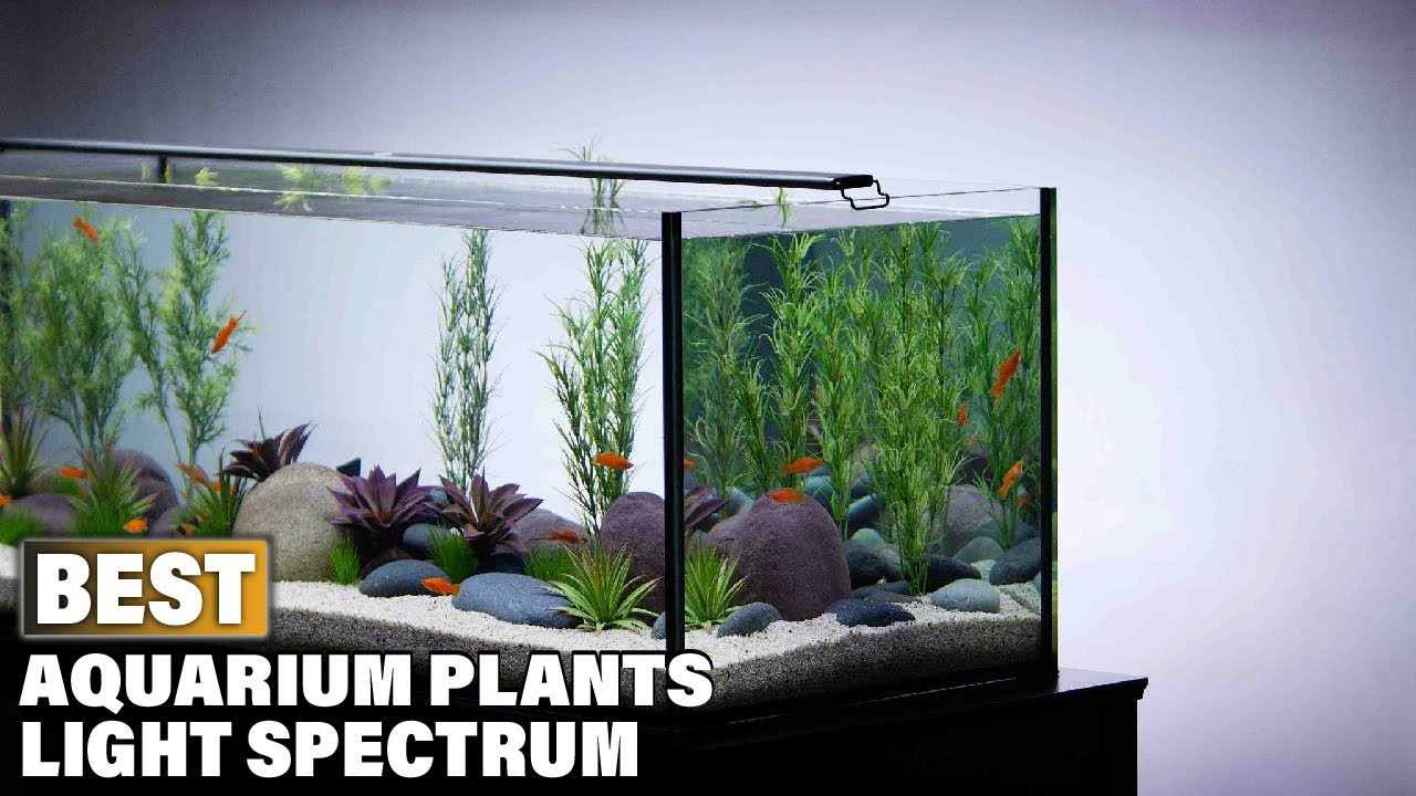 Top 5 Best Budget Planted Aquarium LED Lights For Your Aquarium Plants –  AQUAPROS