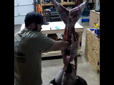 Butchering a goat, from pasture to freezer.