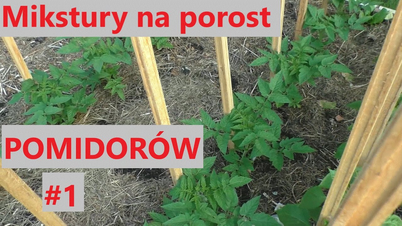 po tej miksturze pomidory rosną jak szalone #1 wapń plus fosfor