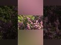 5K and 10K races kick off final day of Rochester's Lilac Festival