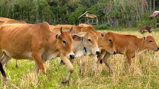 Suara sapi lembu berkeliaran di ladang memanggil kawan untuk pulang ke kandang - Bunyi sapi lucu🐄🐮