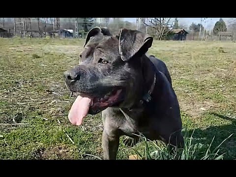 Kimbo Staff Croise Cane Corso Attendrissant Adopte Youtube