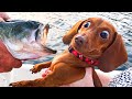 Best Funny Animal Videos Of The Month - Cute 🐶 Dogs And 😹 Cats Reactions