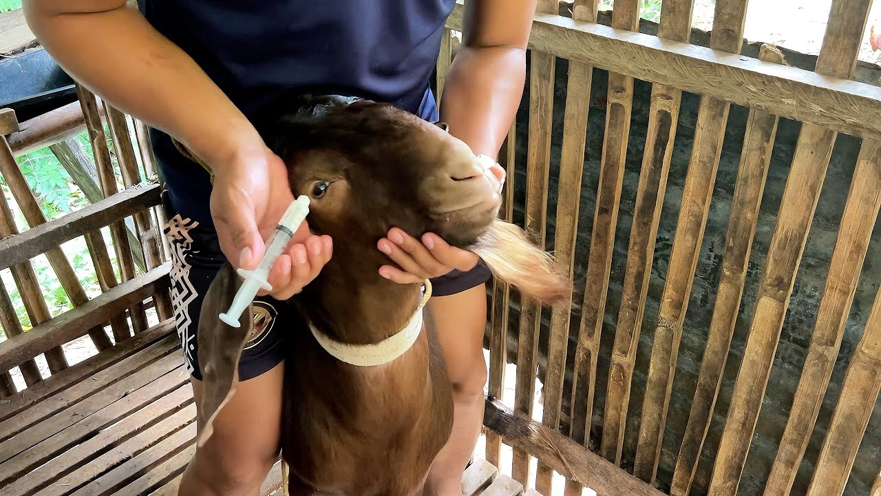 TIPS KUNG PAANO MAGPURGA NG KAMBING PARA IWAS PARASITE AT BULATE FREE ANG MGA KAMBING!