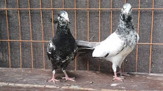 ali wale  35 kabootar  pigeonvideos pigeon