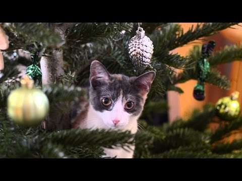 Vidéo: Comment Garder Un Chat à L'abri D'un Arbre De Noël