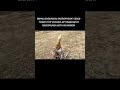 MIHAIL BOGDANOV SKOROPADSKY (2000-HOY) VOIVODA DEL REINO DE MONTANARIA CON SU ARMADURA #medieval