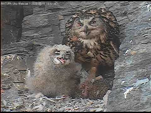 Eifel Lotte Feeds a Hedgehog May 11 2020 live cam preview