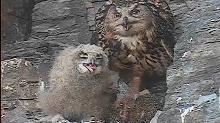 11/05/2020  16:39  Lotte with a hedgehog, feeding (Eagle Owl, Germany, Eifel)