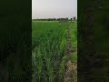 #youtubeshorts #shortsfeed #shorts #trending #green#youtube#farming
