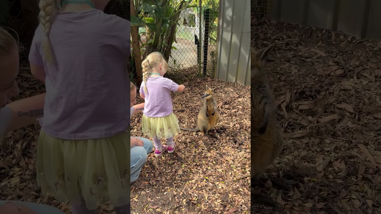 Little girl pets baby kangaroo/Joey and it jumps on her