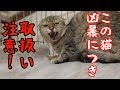 弱った野良猫を保護しました