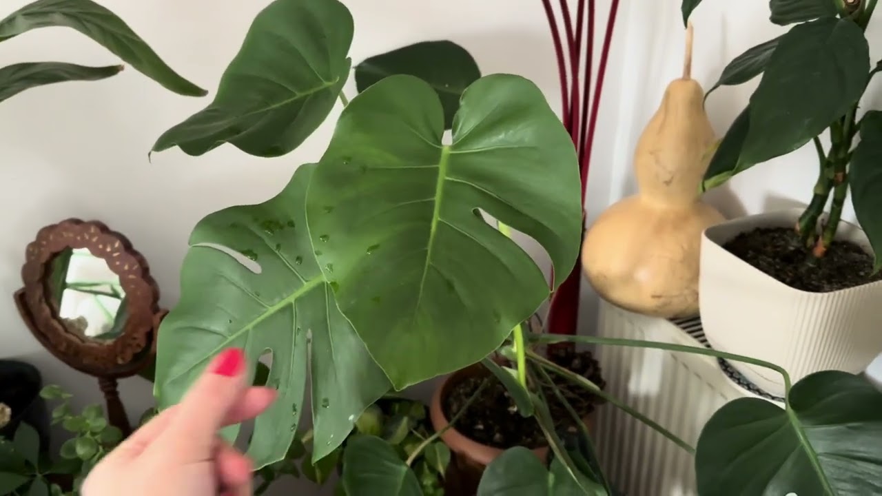 Monstera deve tabanı köklendirme/çoğaltma- suda köklendiriyorum 🌱