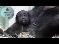 GORILLA AJABU COZY MOMENTS