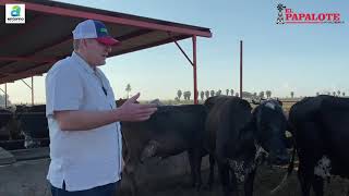 Ganado doble propósito en Sinaloa "El Papalote, ganadería"