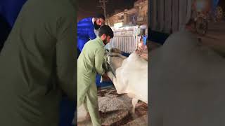 Khatarnak loading bhatta Mandi 2026 | cow Mandi islamabad 2026 | sunnybhaivlog