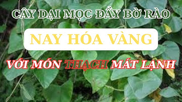 Cây dại mọc đầy bờ rào, nay hóa vàng với món thạch mát lạnh