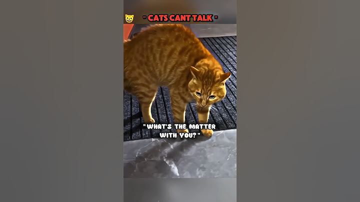 Talking Cats ❓😳 #talkingcat #funnycats #catconversations