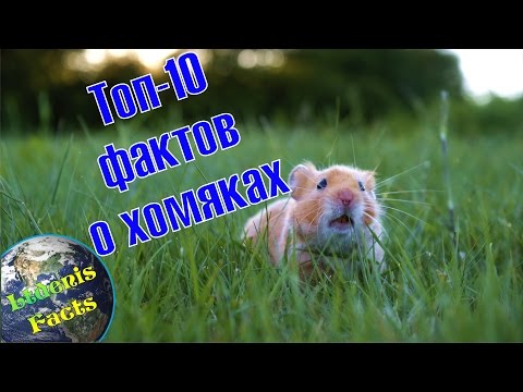 Топ-10 интересных фактов о хомяках
