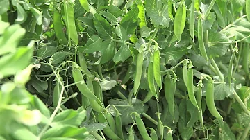 Comment s'appelle la plante du petit pois ?