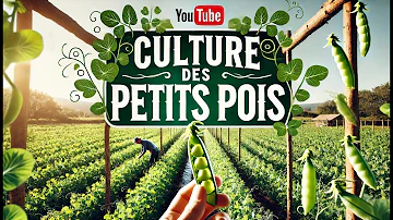 Comment faire grimper les petit pois ?