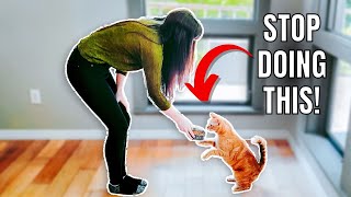 Stop Feeding Your Cats Like This! (5 Mistakes)